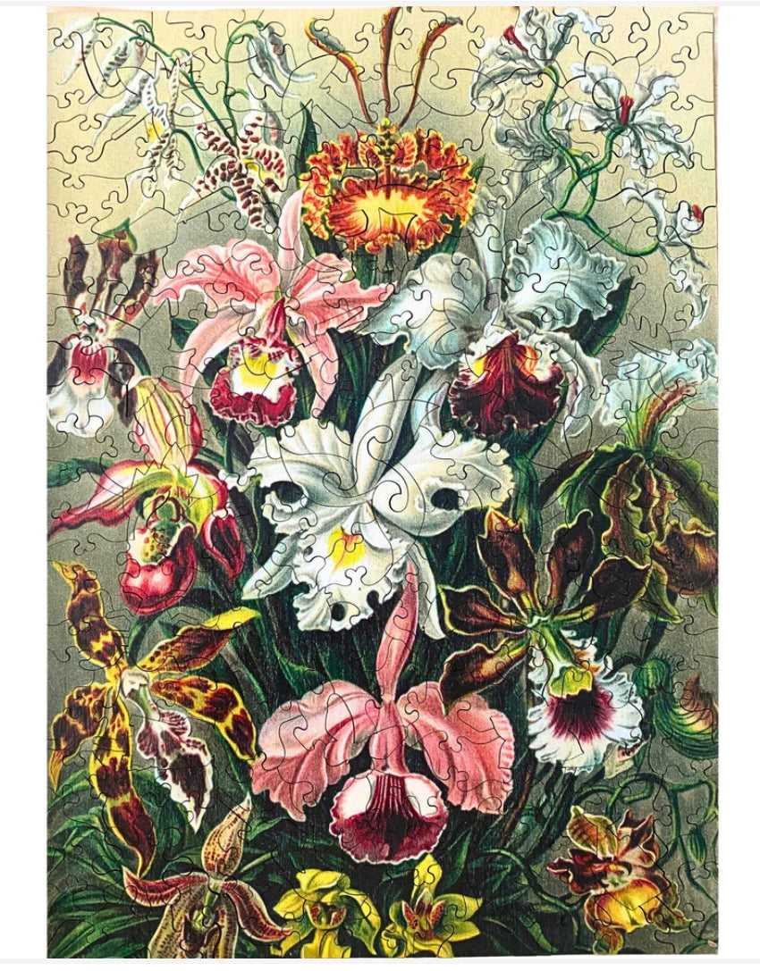 Orchids
